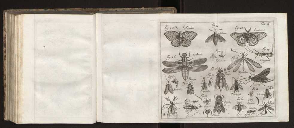 Diccionario dos termos technicos de historia natural extrahidos das obras de Linn�o ...�:�Memoria sobre a utilidade dos jardins botanicos� 184