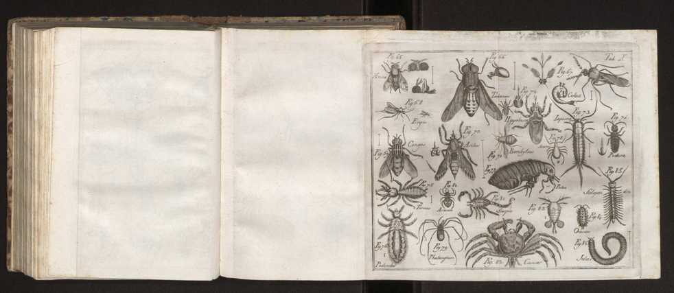 Diccionario dos termos technicos de historia natural extrahidos das obras de Linn�o ...�:�Memoria sobre a utilidade dos jardins botanicos� 185
