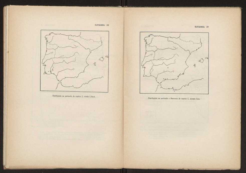 Aseco stoechas gingins, do gnero Lavandula Linn. 45