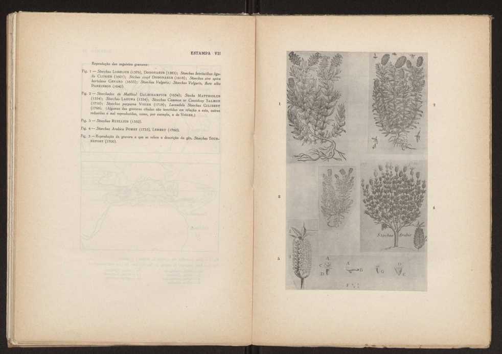 Aseco stoechas gingins, do gnero Lavandula Linn. 47