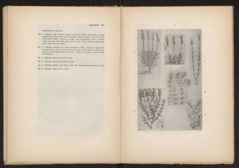 Aseco stoechas gingins, do gnero Lavandula Linn. 48