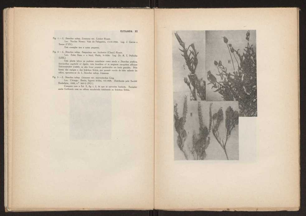 Aseco stoechas gingins, do gnero Lavandula Linn. 51