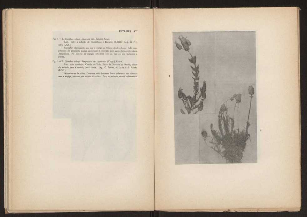 Aseco stoechas gingins, do gnero Lavandula Linn. 52