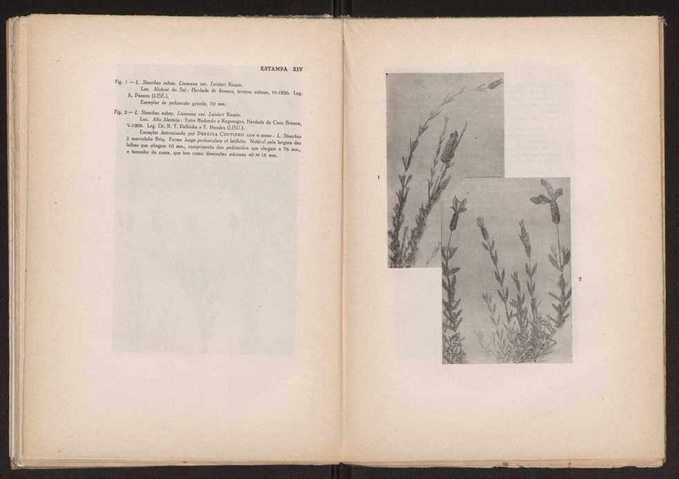 Aseco stoechas gingins, do gnero Lavandula Linn. 54