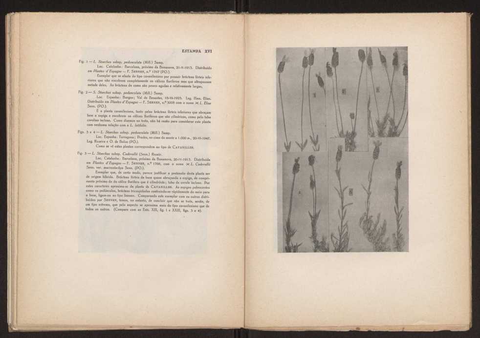 Aseco stoechas gingins, do gnero Lavandula Linn. 56