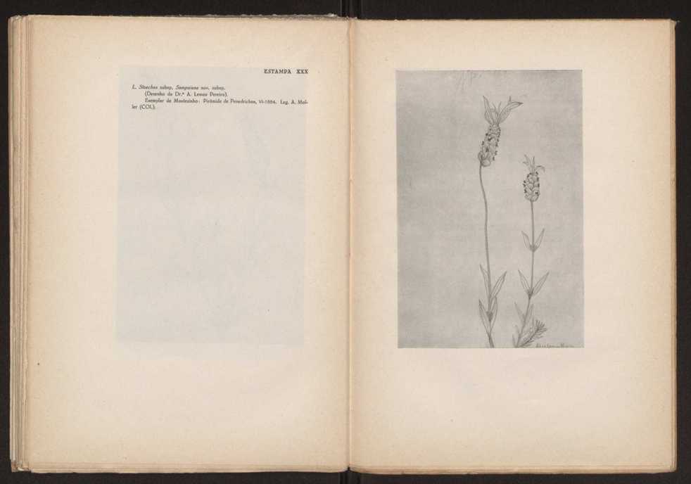 A�sec��o stoechas gingins, do g�nero Lavandula Linn. 70