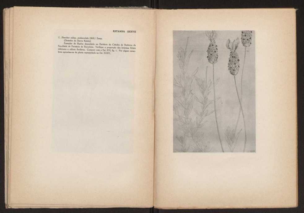 Aseco stoechas gingins, do gnero Lavandula Linn. 77