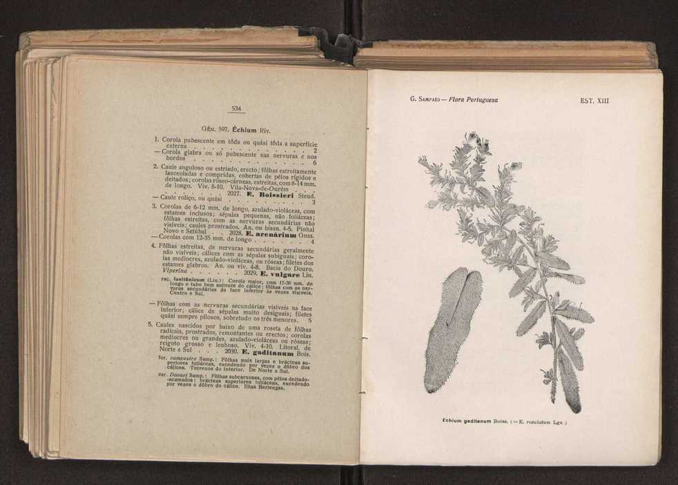 Flora portuguesa 304