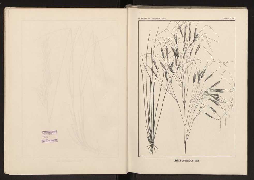 Iconografia selecta da flora portuguesa 24