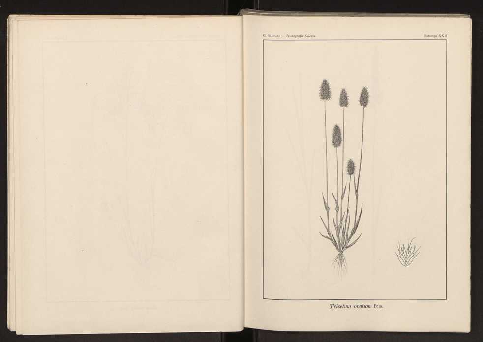 Iconografia selecta da flora portuguesa 28