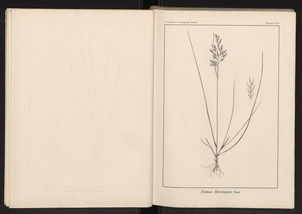 Iconografia selecta da flora portuguesa 31