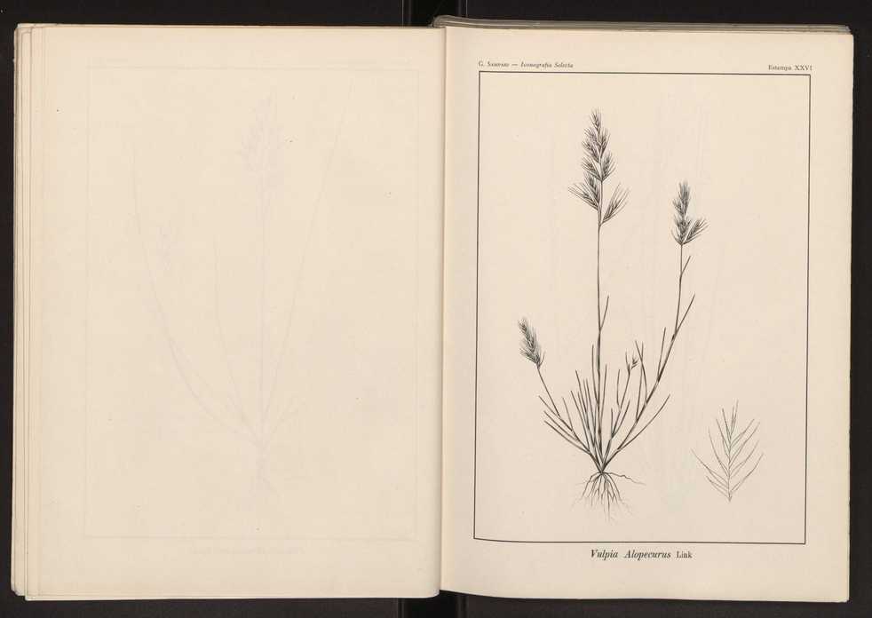 Iconografia selecta da flora portuguesa 32
