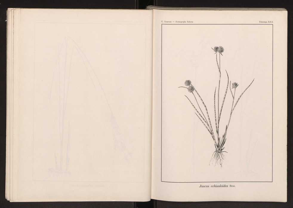 Iconografia selecta da flora portuguesa 36