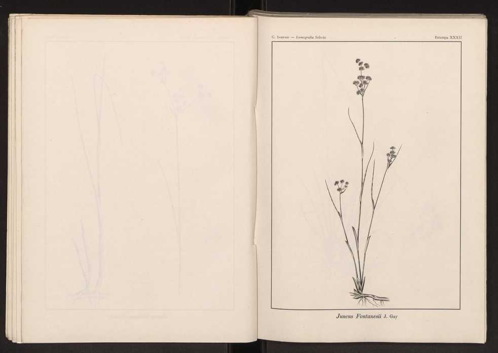 Iconografia selecta da flora portuguesa 38