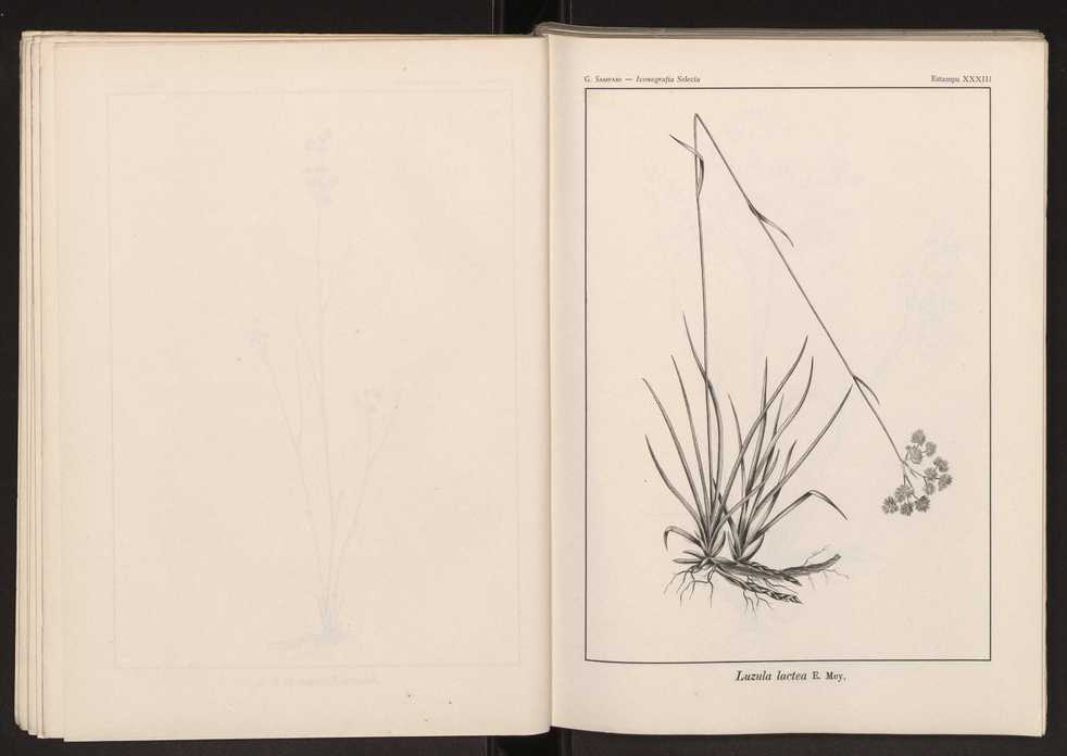 Iconografia selecta da flora portuguesa 39