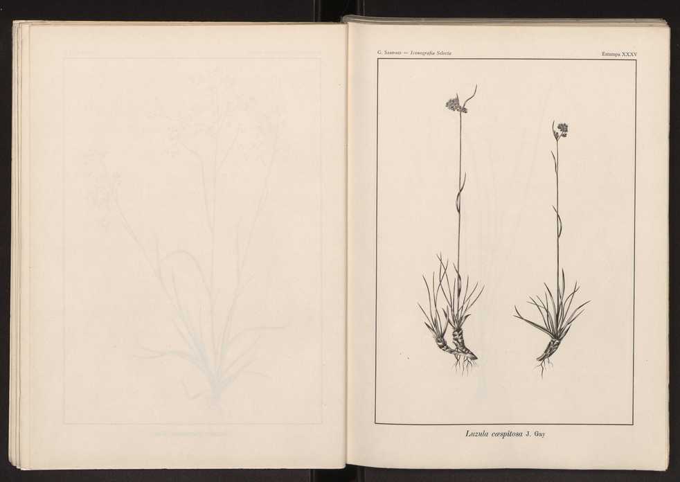 Iconografia selecta da flora portuguesa 41