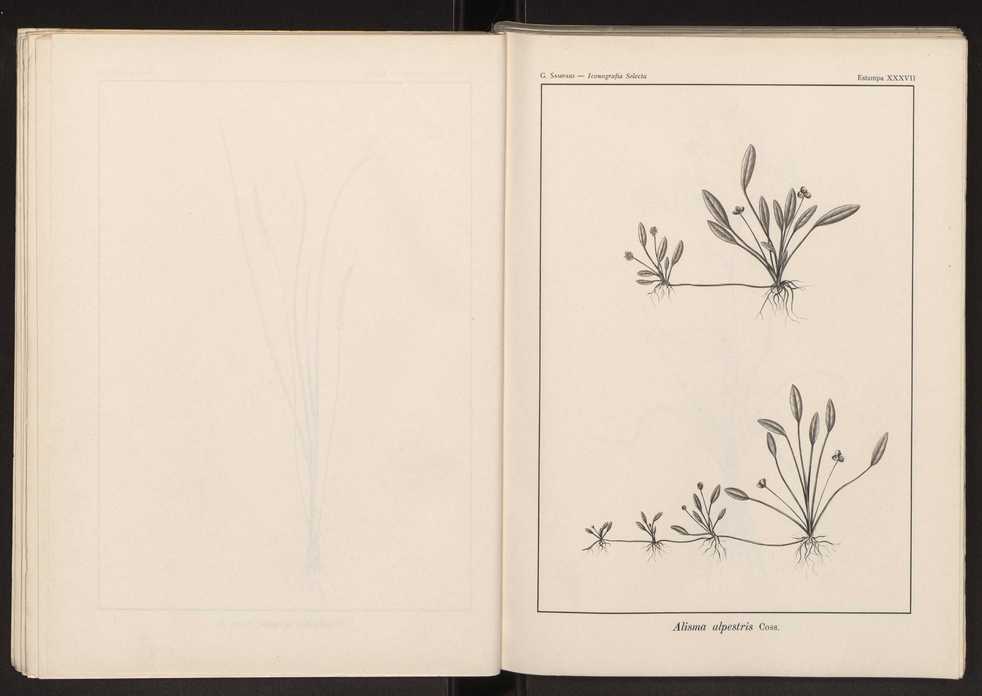 Iconografia selecta da flora portuguesa 43