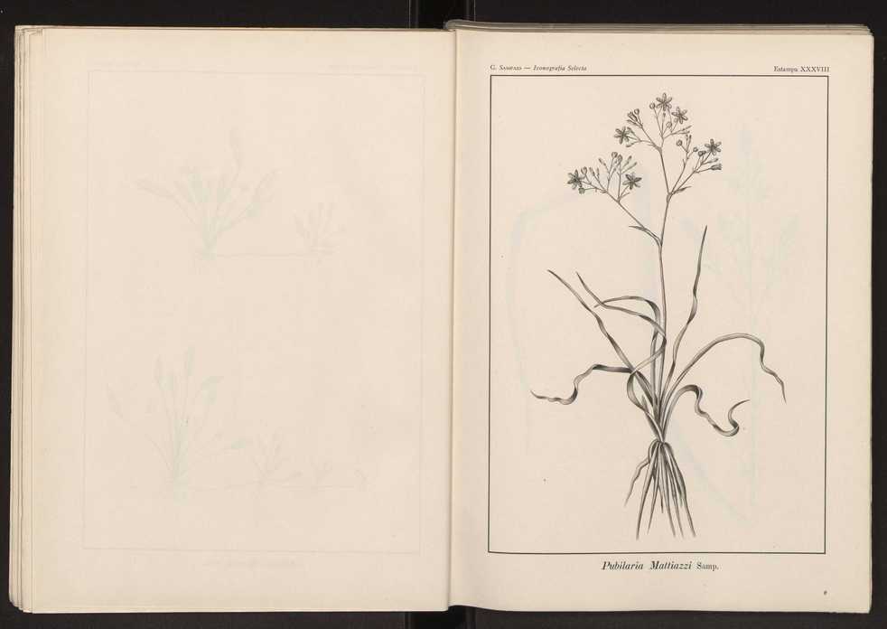 Iconografia selecta da flora portuguesa 44