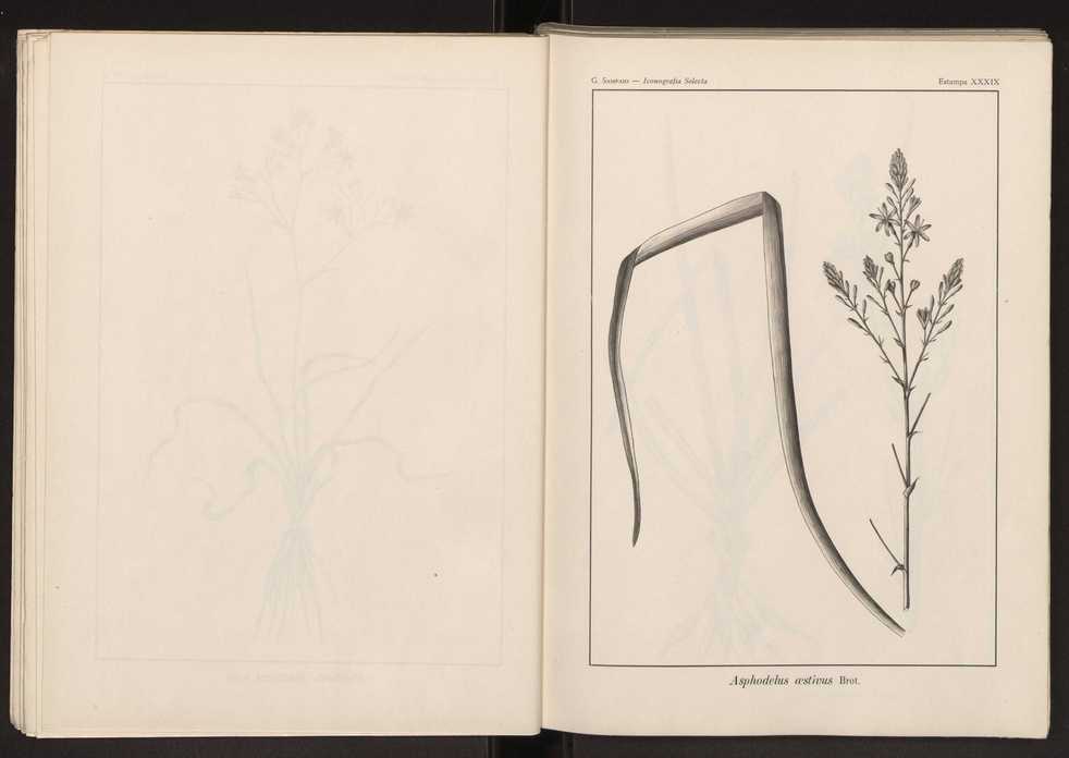 Iconografia selecta da flora portuguesa 45