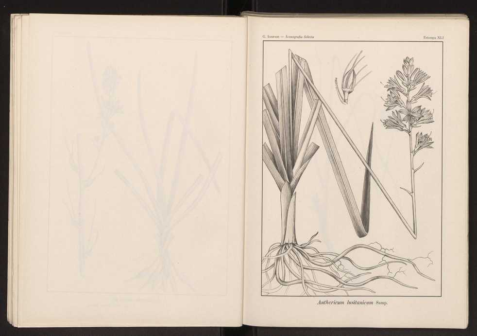 Iconografia selecta da flora portuguesa 47