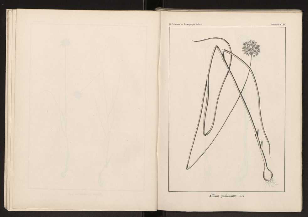 Iconografia selecta da flora portuguesa 50