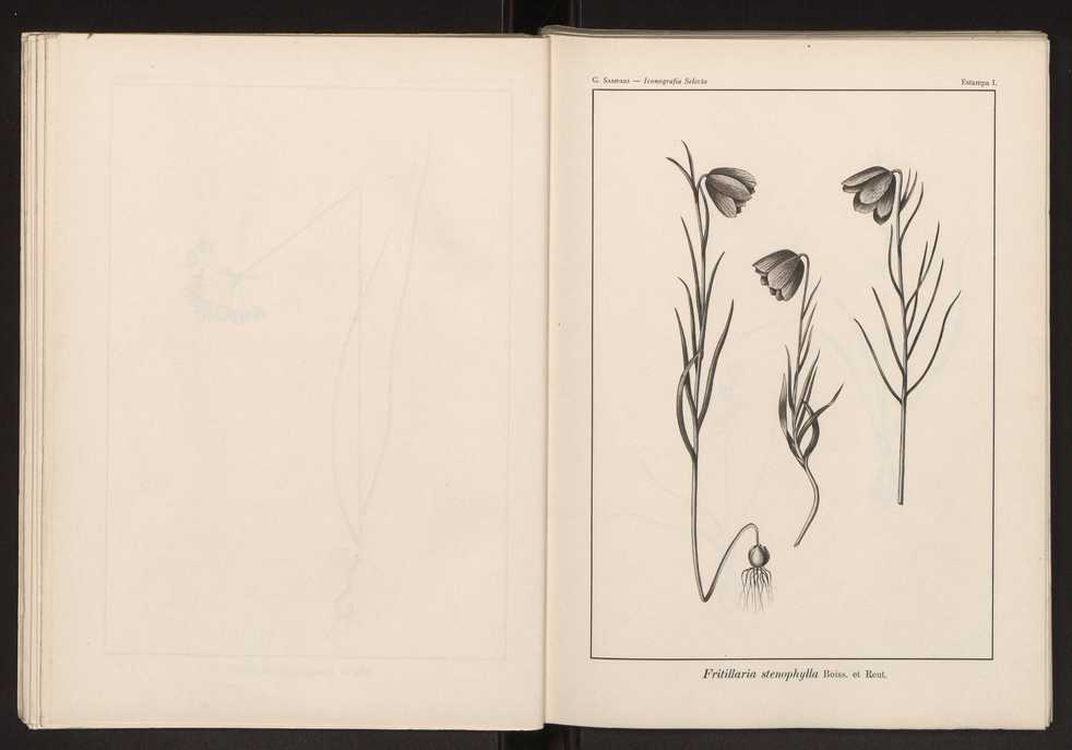 Iconografia selecta da flora portuguesa 56