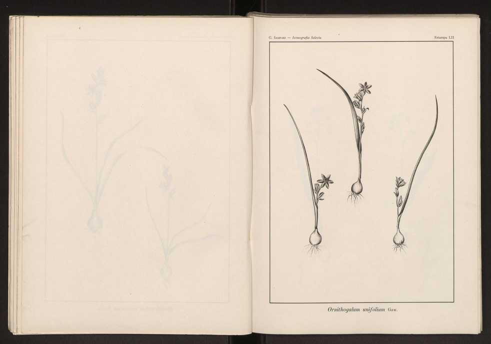 Iconografia selecta da flora portuguesa 58