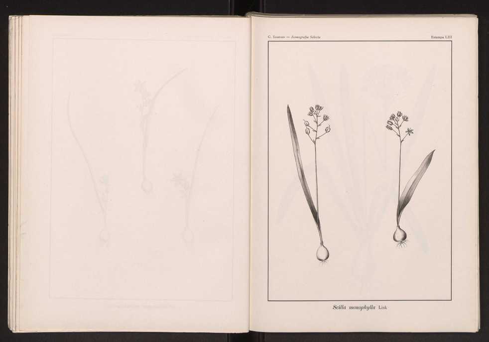 Iconografia selecta da flora portuguesa 59