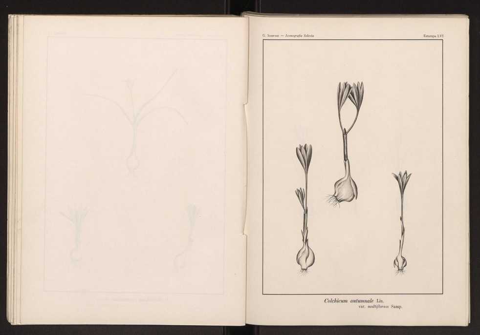 Iconografia selecta da flora portuguesa 62