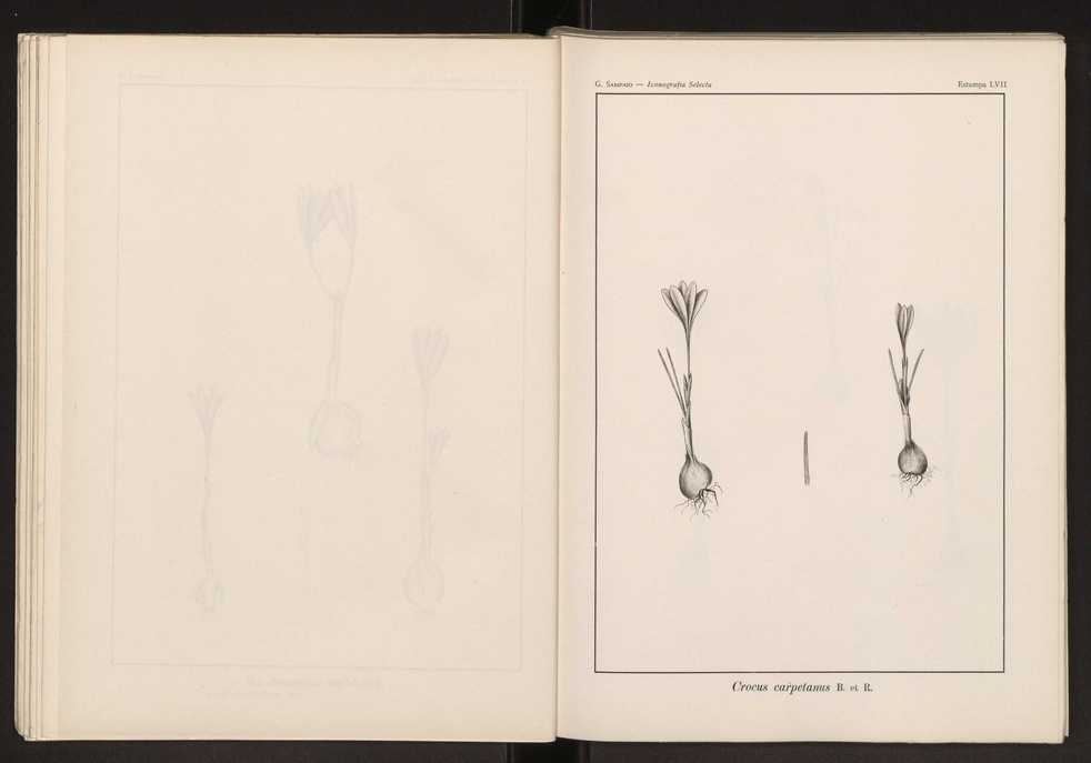 Iconografia selecta da flora portuguesa 63