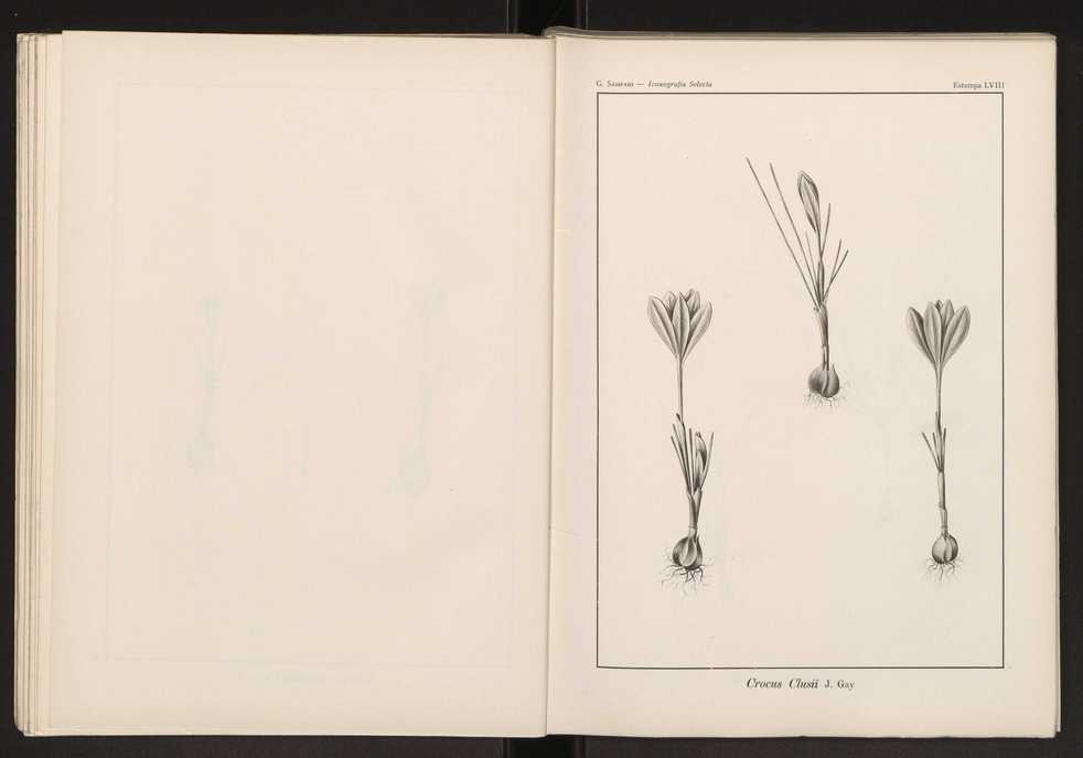 Iconografia selecta da flora portuguesa 64