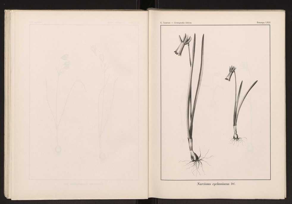 Iconografia selecta da flora portuguesa 68