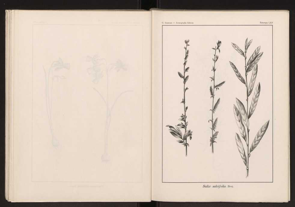 Iconografia selecta da flora portuguesa 71