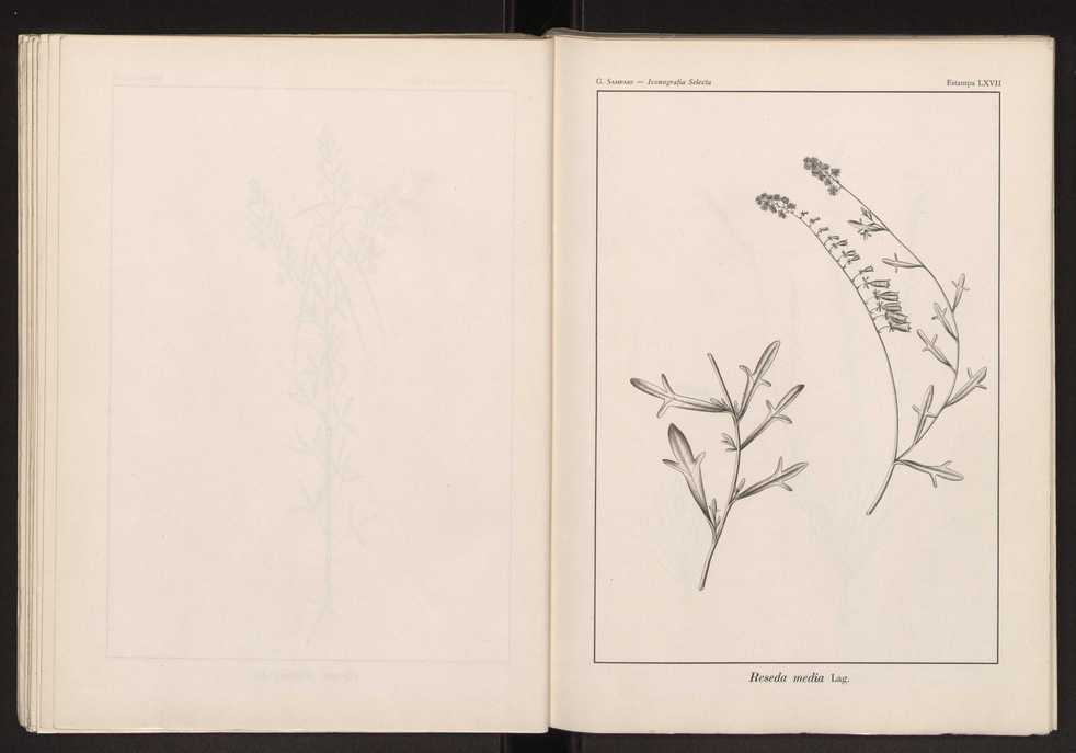 Iconografia selecta da flora portuguesa 73
