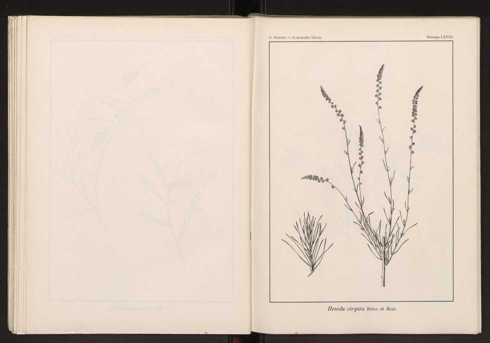 Iconografia selecta da flora portuguesa 74
