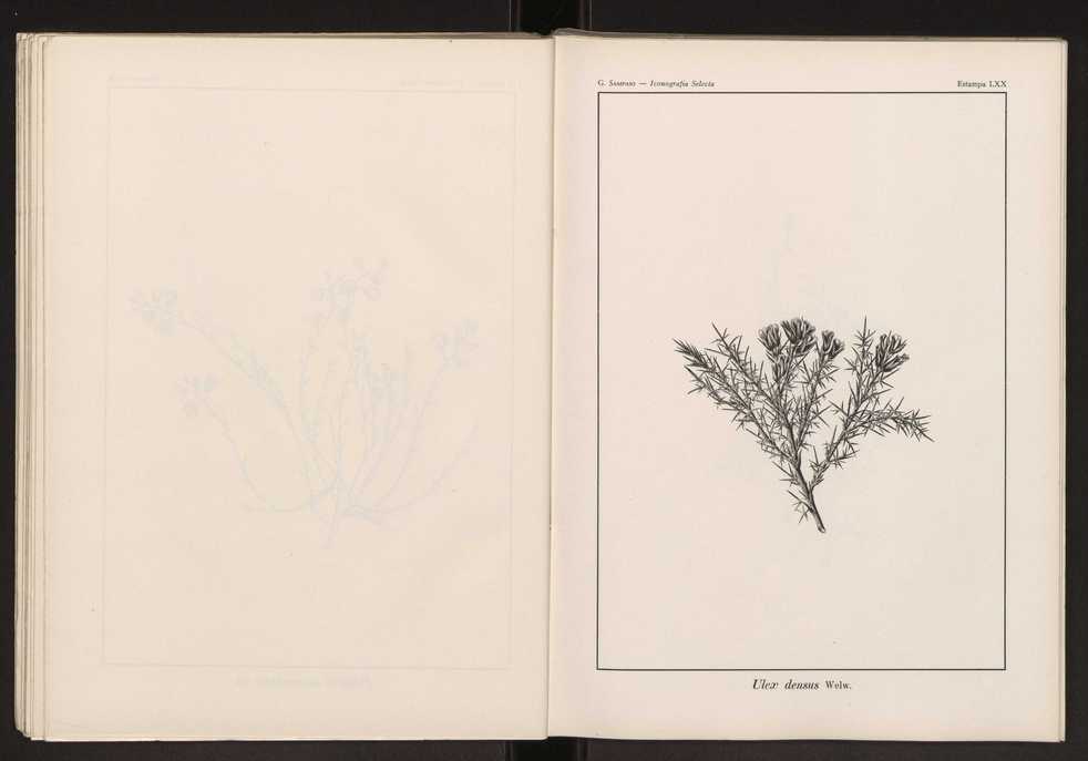 Iconografia selecta da flora portuguesa 76