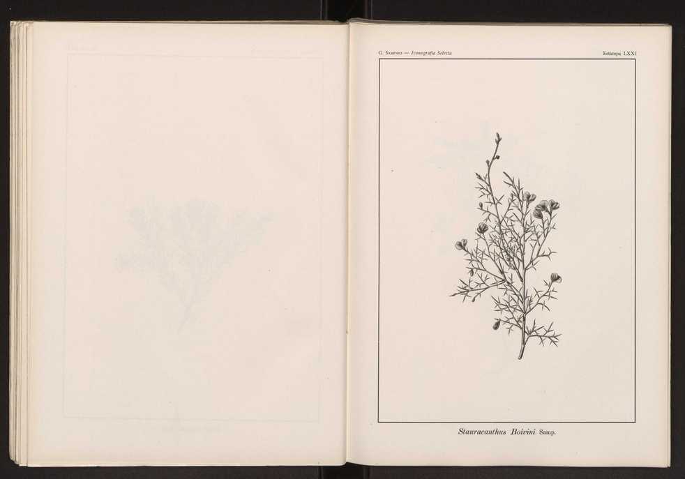Iconografia selecta da flora portuguesa 77