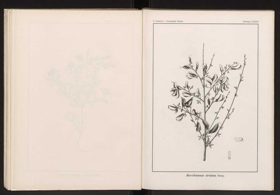 Iconografia selecta da flora portuguesa 79