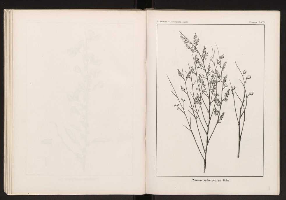 Iconografia selecta da flora portuguesa 82