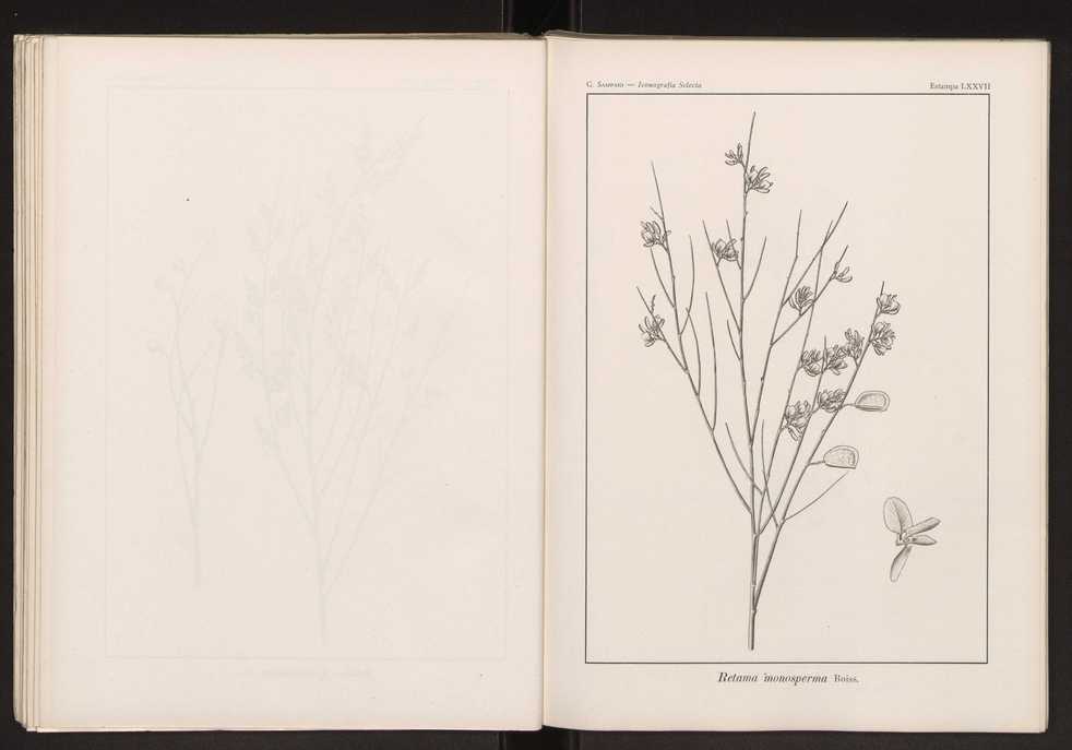 Iconografia selecta da flora portuguesa 83