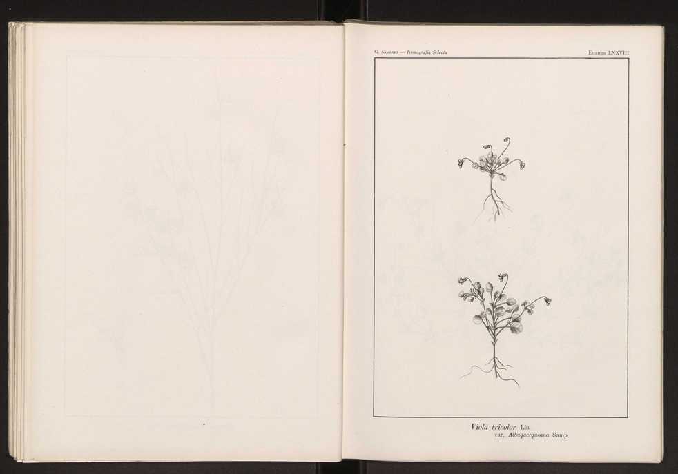 Iconografia selecta da flora portuguesa 84