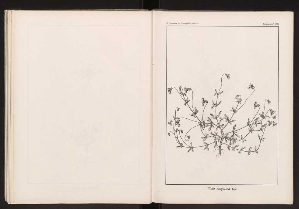 Iconografia selecta da flora portuguesa 85