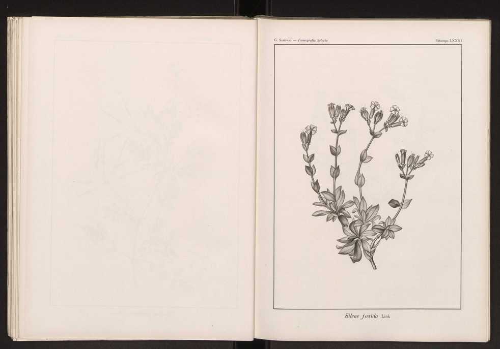 Iconografia selecta da flora portuguesa 87