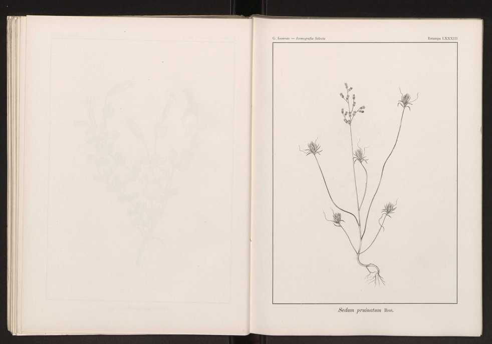 Iconografia selecta da flora portuguesa 89