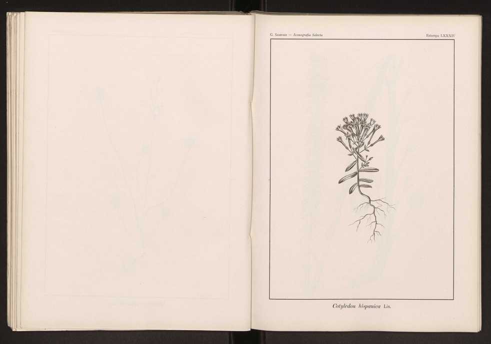 Iconografia selecta da flora portuguesa 90