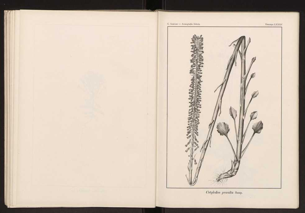 Iconografia selecta da flora portuguesa 91