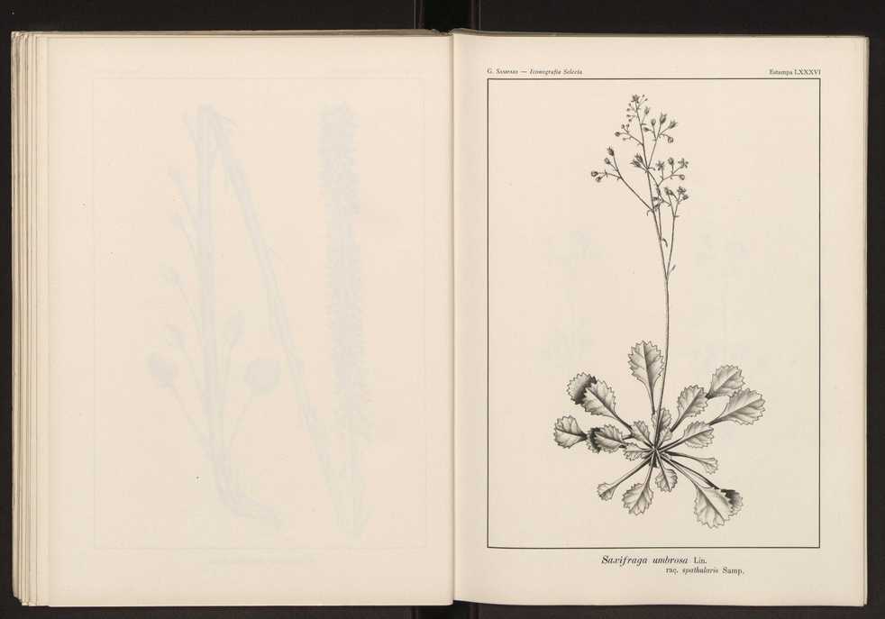 Iconografia selecta da flora portuguesa 92