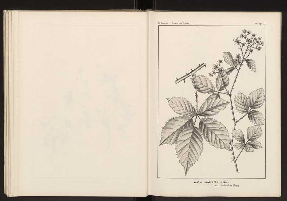 Iconografia selecta da flora portuguesa 96
