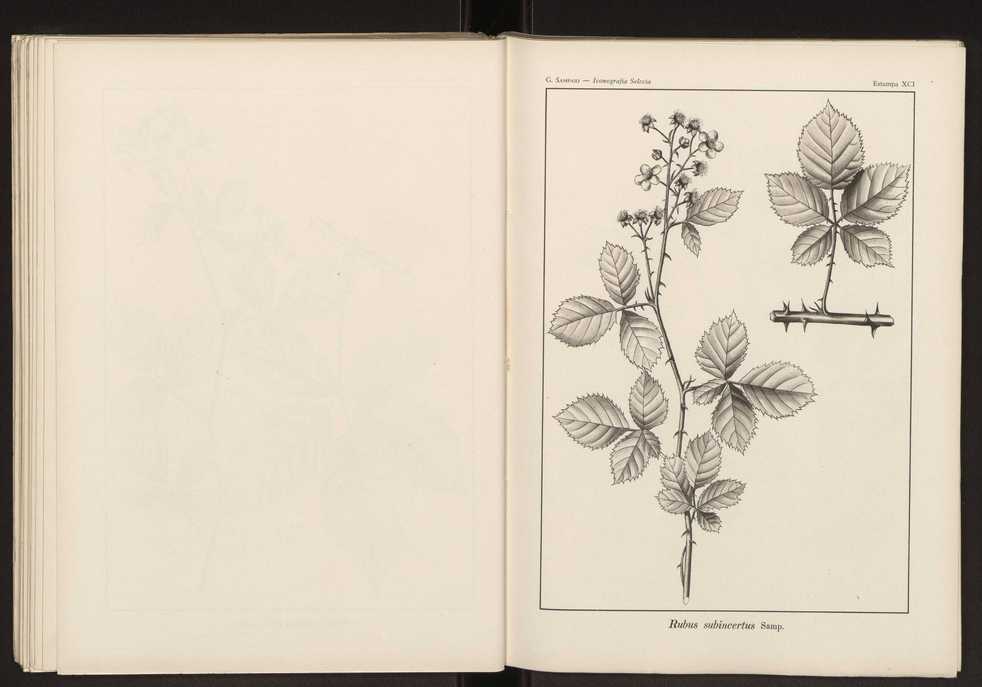 Iconografia selecta da flora portuguesa 97