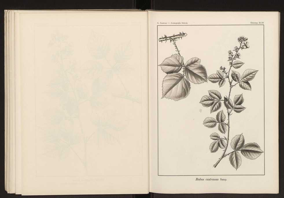 Iconografia selecta da flora portuguesa 100